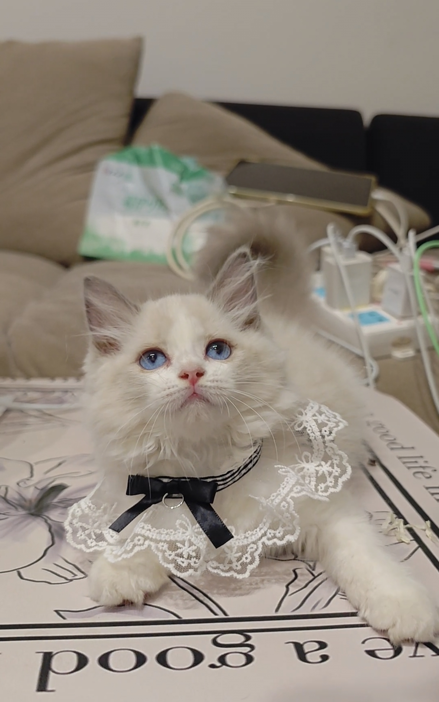 蓝双布偶猫妹妹